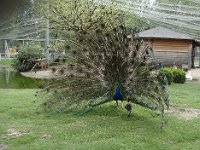 ... par devant, sous l'œil curieux du dendrocygne à la démarche élégante.